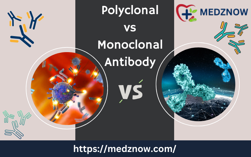 polyclonal vs monoclonal antibody